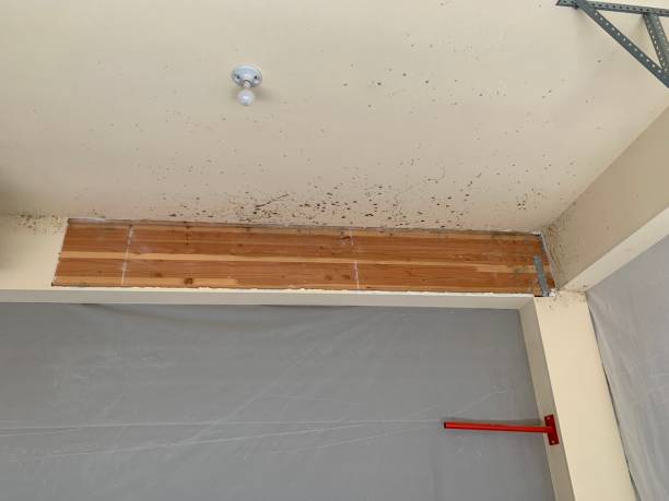 Best Comprehensive Air Testing for Mold Contaminants  in Sudden Valley, WA