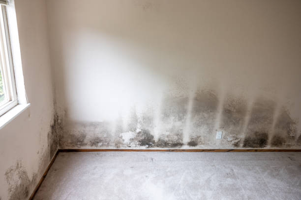 Best Mold Removal for HVAC Installations  in Sudden Valley, WA