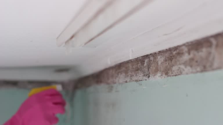 Best Commercial Mold Inspection  in Sudden Valley, WA